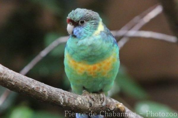 Mallee ringneck