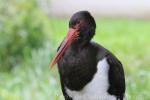 Black stork