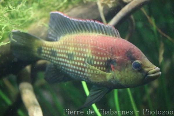 Banded jewel cichlid