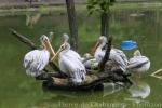 Pink-backed pelican