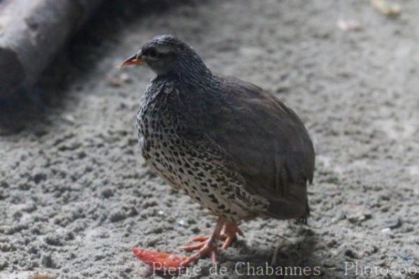 Hildebrandt's francolin