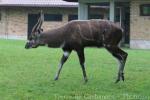 Western sitatunga