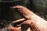 Rough-necked monitor