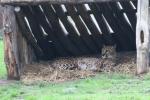 Sudan cheetah