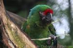 Military macaw