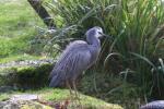 White-faced heron