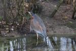 European purple heron