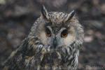 Long-eared owl