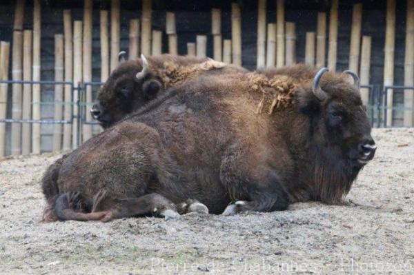 Wisent