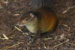 Black-rumped agouti