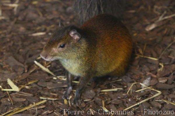 Black-rumped agouti