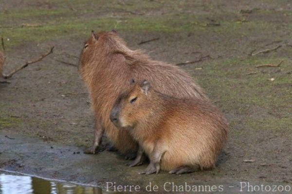 Capybara