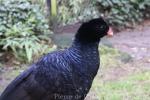 Crestless curassow