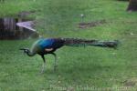 Green peafowl