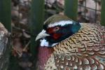 Ring-necked pheasant