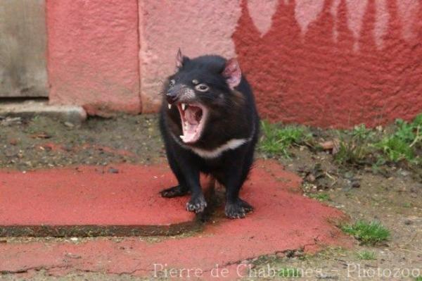 Tasmanian devil