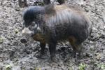 Visayan warty pig