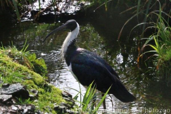 Straw-necked ibis