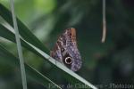 Pale giant owl