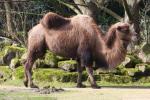 Bactrian camel