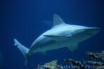 Sandbar shark