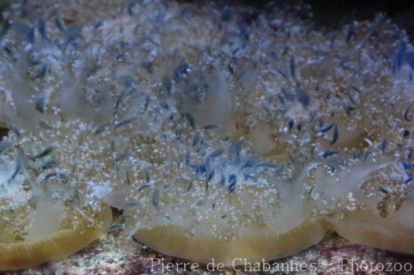 Blue upside-down jellyfish