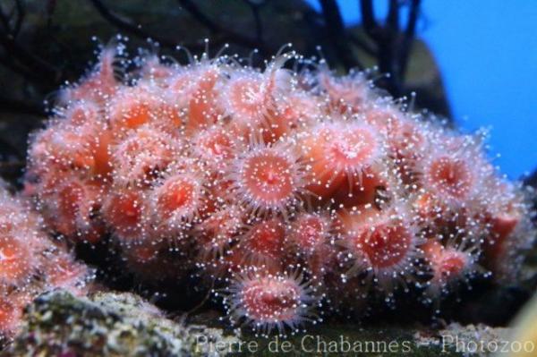 Atlantic jewel anemone