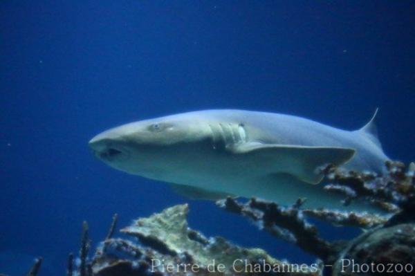 Nurse shark