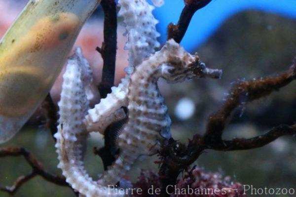 Short snouted seahorse