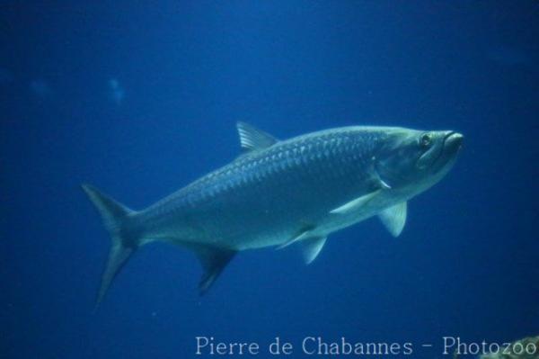 Atlantic tarpon