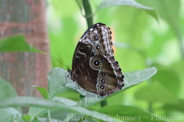 Peleides blue morpho