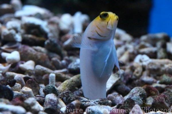 Yellowhead jawfish