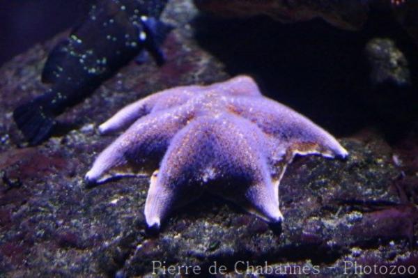 Red cushion star