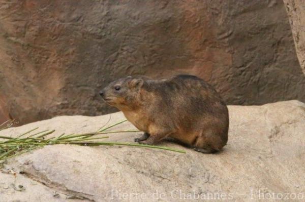 Rock hyrax