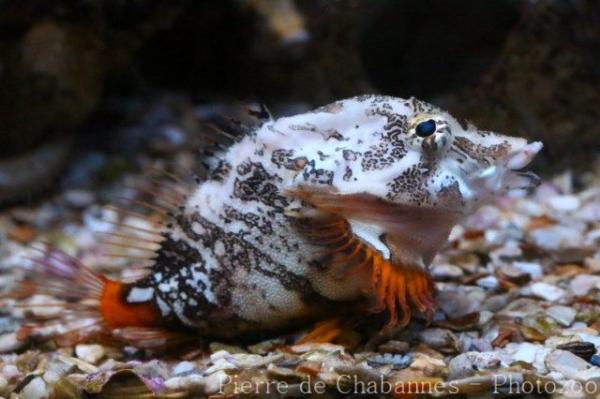 Grunt sculpin