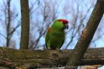 Thick-billed parrot