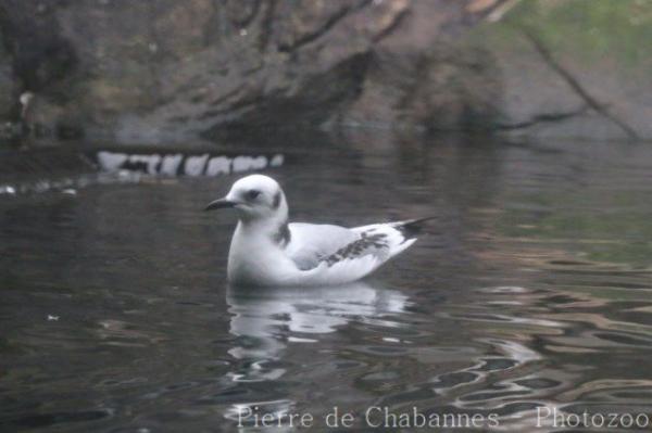 Black-legged kittiwake