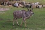 Greater kudu