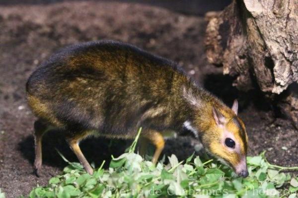 Balabac chevrotain