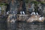 Common murre