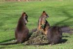 Swamp wallaby