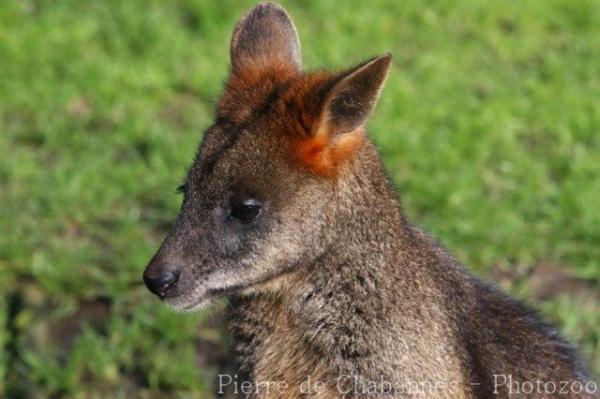 Swamp wallaby