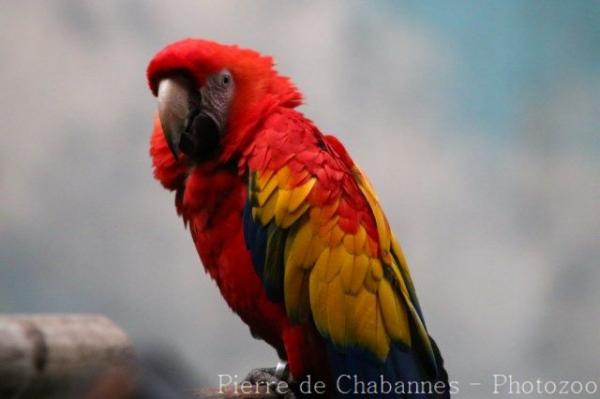 Scarlet macaw