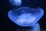 Moon jelly