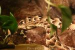 Puff adder