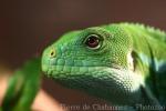 Fiji banded iguana