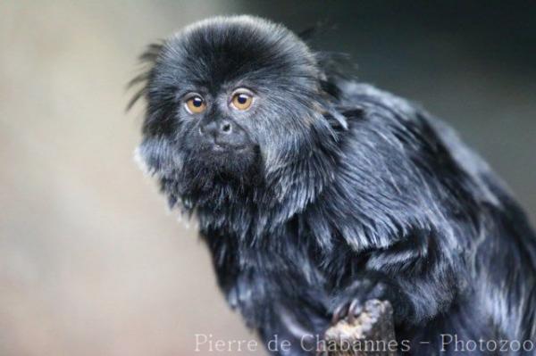 Goeldi's marmoset