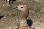 Ruddy-headed goose