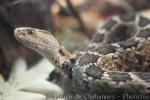 Mexican pygmy rattlesnake