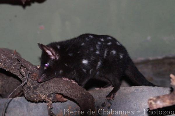 Eastern quoll